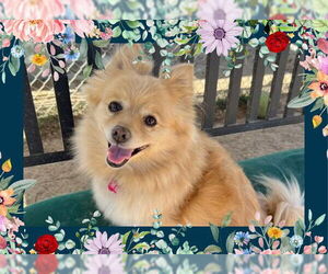 Pomeranian Dogs for adoption in Ojai, CA, USA
