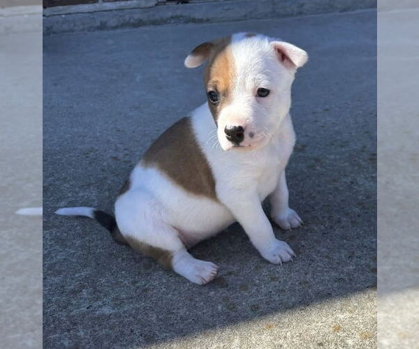 Medium Photo #1 Australian Shepherd-Unknown Mix Puppy For Sale in OKLAHOMA CITY, OK, USA