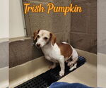 Small #6 Dachshund