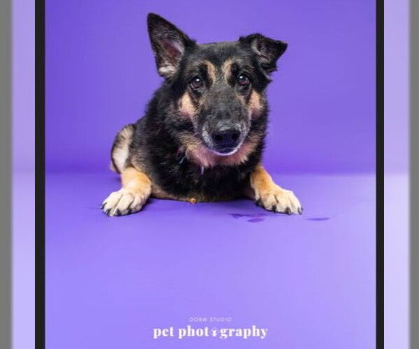 Medium Photo #4 German Shepherd Dog Puppy For Sale in Fargo, ND, USA