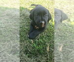 Puppy Luna Labrador Retriever