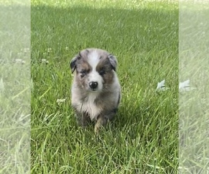 Australian Shepherd Puppy for sale in GREENFIELD, IN, USA