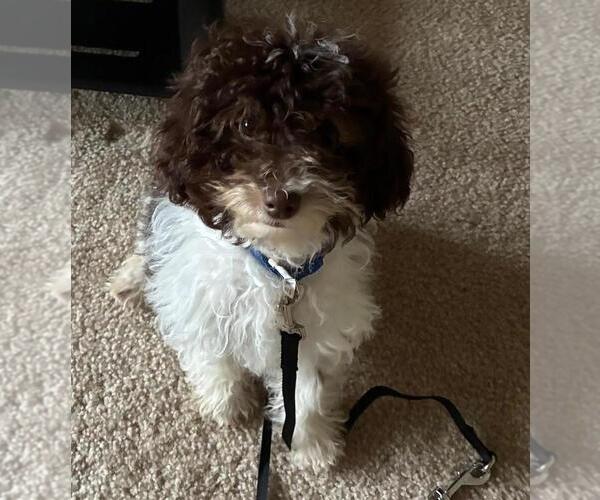Medium Photo #1 Cavapoo Puppy For Sale in HOCKESSIN, DE, USA