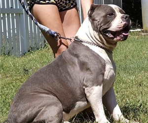 Father of the American Bully puppies born on 08/04/2023