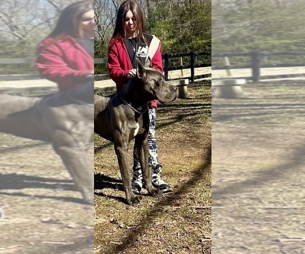Medium Photo #1 Great Dane Puppy For Sale in BEAVERDAM, VA, USA