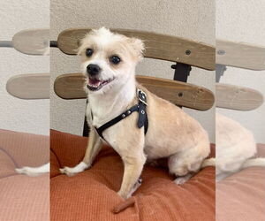 Norwich Terrier-Unknown Mix Dogs for adoption in Santa Clarita, CA, USA