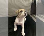 Small #1 Labrador Retriever