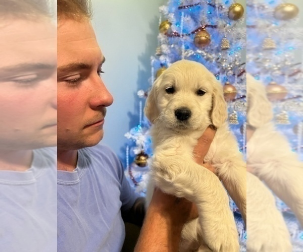 Medium Photo #9 Golden Retriever Puppy For Sale in MILTON, FL, USA