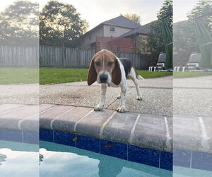 Beagle Dogs for adoption in Clinton , MI, USA