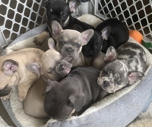 French Bulldog Puppy for Sale in MAPLE GROVE, Minnesota USA