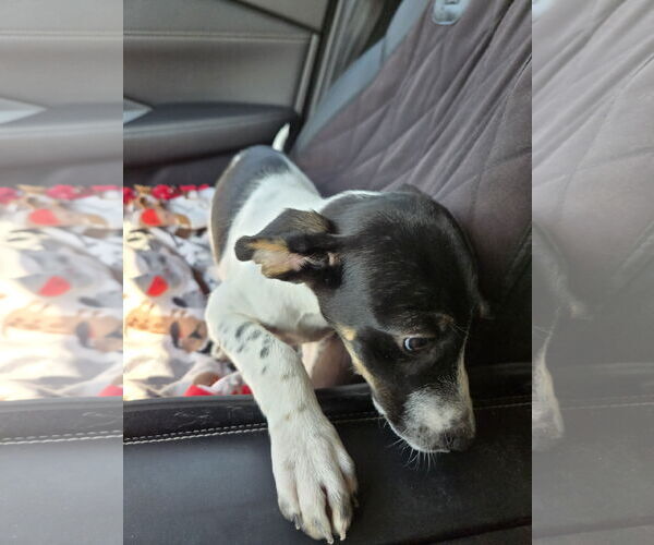 Medium Photo #2 Beagle-Unknown Mix Puppy For Sale in Montello, WI, USA