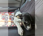 Small #1 Beagle Mix