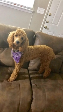 Medium Photo #1 Poodle (Standard) Puppy For Sale in MARSHALL, TX, USA