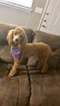 Small Photo #1 Poodle (Standard) Puppy For Sale in MARSHALL, TX, USA