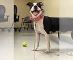 Small #3 American Pit Bull Terrier Mix