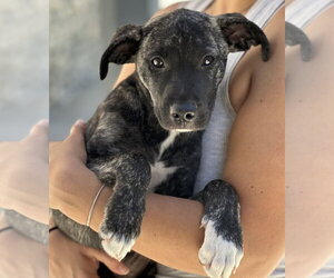 Willow - Female Border Collie-Boxer Mix Dog for Adoption - Photo #2
