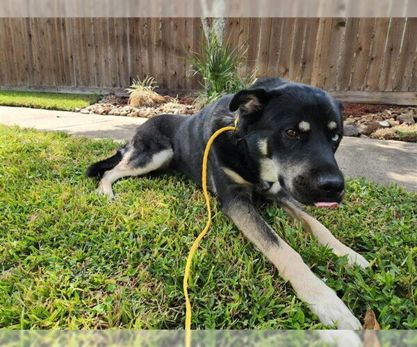 Medium Photo #1 Labsky Puppy For Sale in Houston, TX, USA