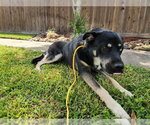 A663577 - Male Labsky Dog for Adoption - Small photo