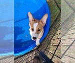 Small #6 Pembroke Welsh Corgi