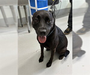 Labrador Retriever-Unknown Mix Dogs for adoption in Corpus Christi, TX, USA