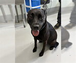 Small Labrador Retriever Mix