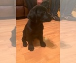 Small Photo #3 Labrador Retriever Puppy For Sale in HOLLISTER, CA, USA