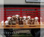 Small #1 Poodle (Miniature)