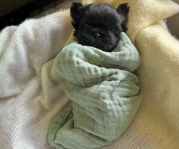 Medium Photo #1 Shih Tzu Puppy For Sale in VANCOUVER, WA, USA