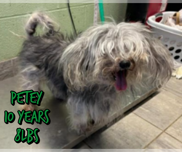 Medium Photo #3 Shih Tzu-Unknown Mix Puppy For Sale in Woodbury, NY, USA