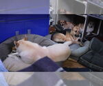 Small #5 German Shepherd Dog