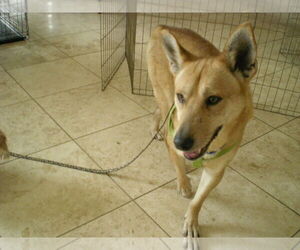 BUGSY - Male Carolina Dog Dog for Adoption - Photo #3