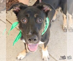 Fido - Male Australian Shepherd-Unknown Mix Dog for Adoption - Photo #4