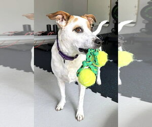 Boochie TX - Female Mutt Dog for Adoption - Photo #25