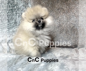 Pomeranian Puppy for sale in CHINO HILLS, CA, USA