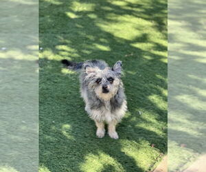 Martha - Female Mutt Dog for Adoption - Photo #4
