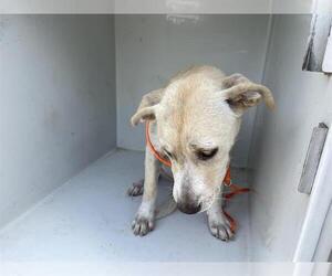 Labrador Retriever-Unknown Mix Dogs for adoption in Houston, TX, USA
