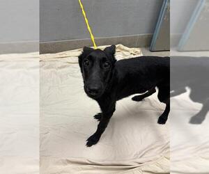 German Shepherd Dog-Unknown Mix Dogs for adoption in Las Vegas, NV, USA