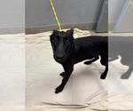Small German Shepherd Dog Mix