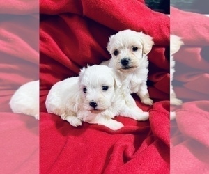 Maltese Puppy for sale in HAYWARD, CA, USA