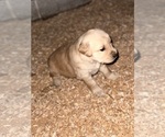 Small Photo #4 Golden Retriever Puppy For Sale in ADDISON, IL, USA