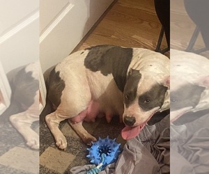 Mother of the American Pit Bull Terrier puppies born on 04/12/2025