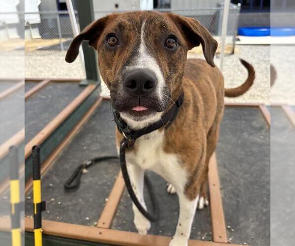 Medium Photo #2 Plott Hound-Unknown Mix Puppy For Sale in Palmetto, FL, USA