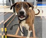 Small #1 Plott Hound Mix