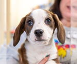 Small #1 Beagle Mix