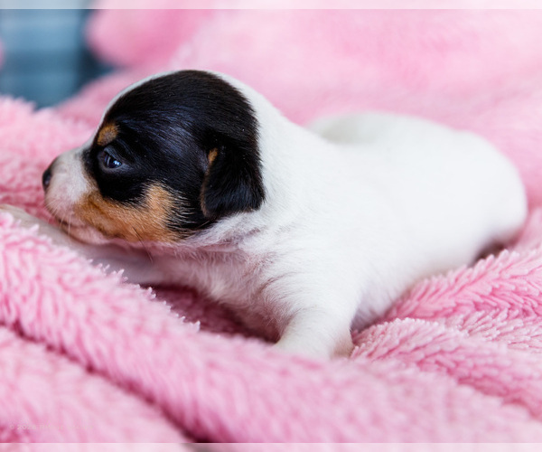 Medium Photo #14 Fox Terrier (Smooth)-Fox Terrier (Toy) Mix Puppy For Sale in WAKARUSA, IN, USA