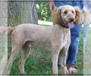 Father of the Goldendoodle-Poodle (Standard) Mix puppies born on 02/27/2021