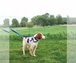 Small #8 Brittany