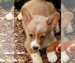 Puppy Lt blue collar Pembroke Welsh Corgi