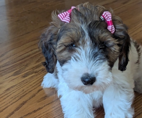 Medium Photo #2 Doodle-Poodle (Miniature) Mix Puppy For Sale in MORGANTON, NC, USA