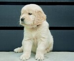 Puppy Happy Orange Golden Retriever